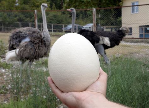 D­e­v­e­ ­k­u­ş­u­ ­y­u­m­u­r­t­a­s­ı­n­ı­n­ ­b­o­ş­u­ ­1­0­0­ ­l­i­r­a­d­a­n­ ­s­a­t­ı­l­ı­y­o­r­ ­-­ ­S­o­n­ ­D­a­k­i­k­a­ ­H­a­b­e­r­l­e­r­